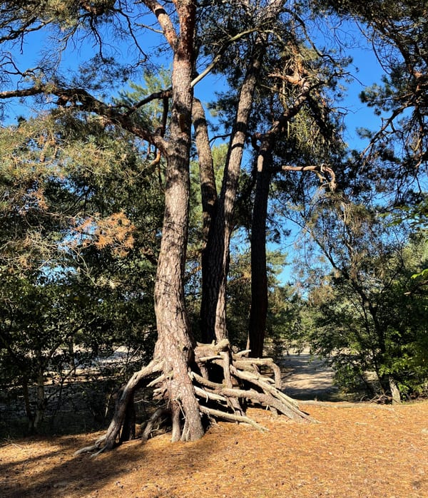 Een oude boom met brede, bovengrondse wortels in het bos